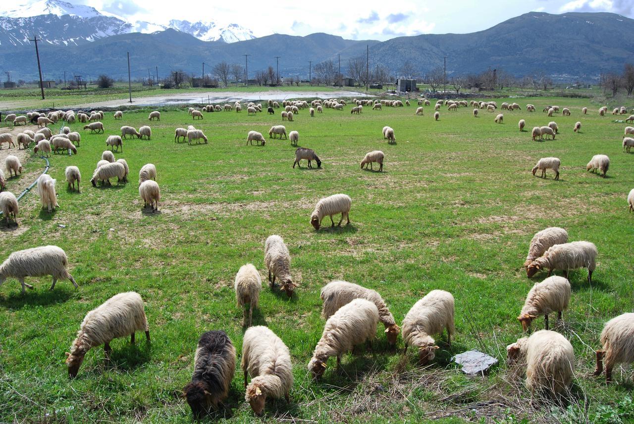Milatos Village Cretan Agrotourism Hotel Экстерьер фото